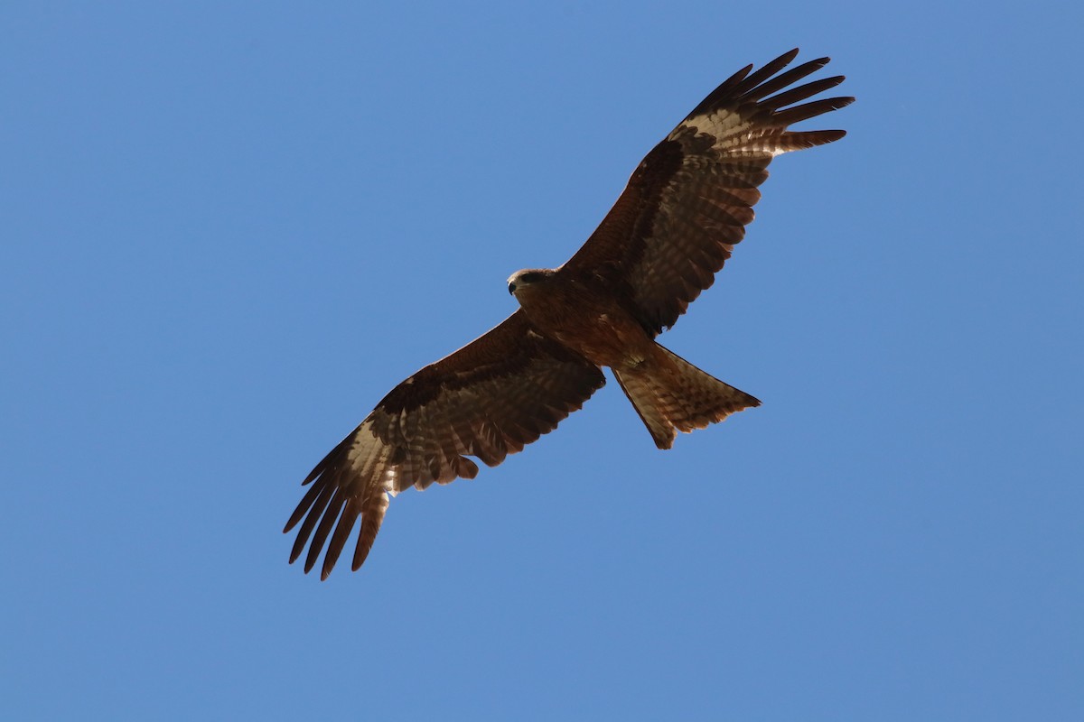 黑鳶 - ML477392251