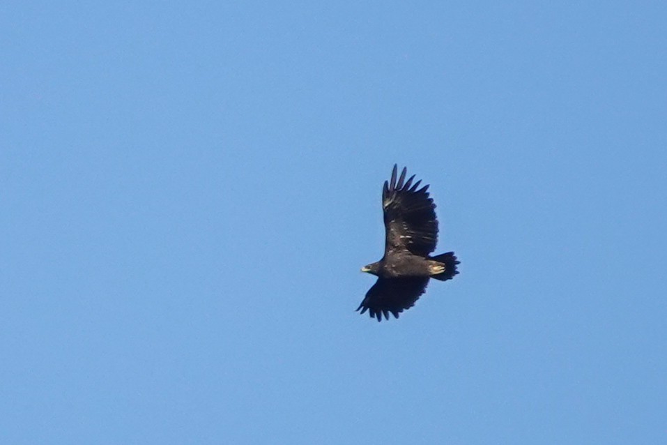 Greater Spotted Eagle - ML477393051