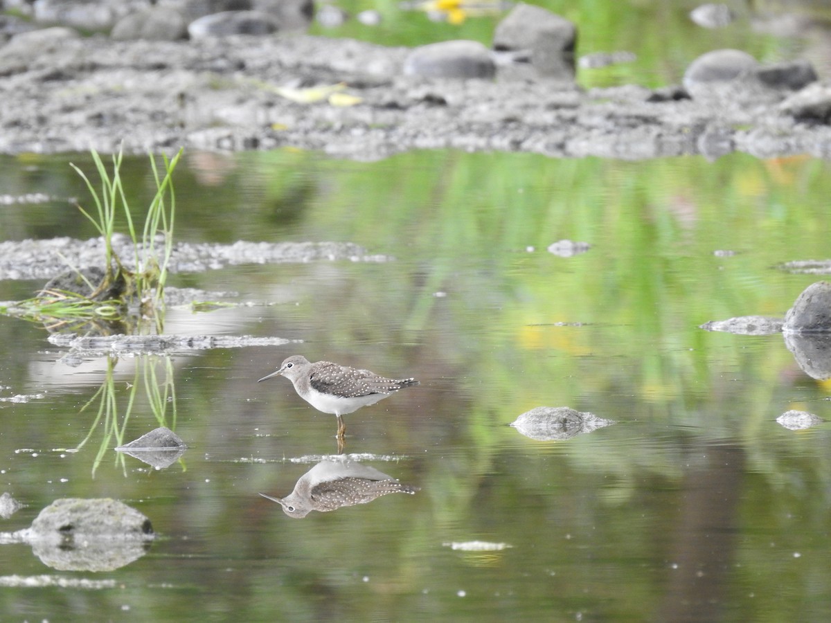 Solitary Sandpiper - ML477393791