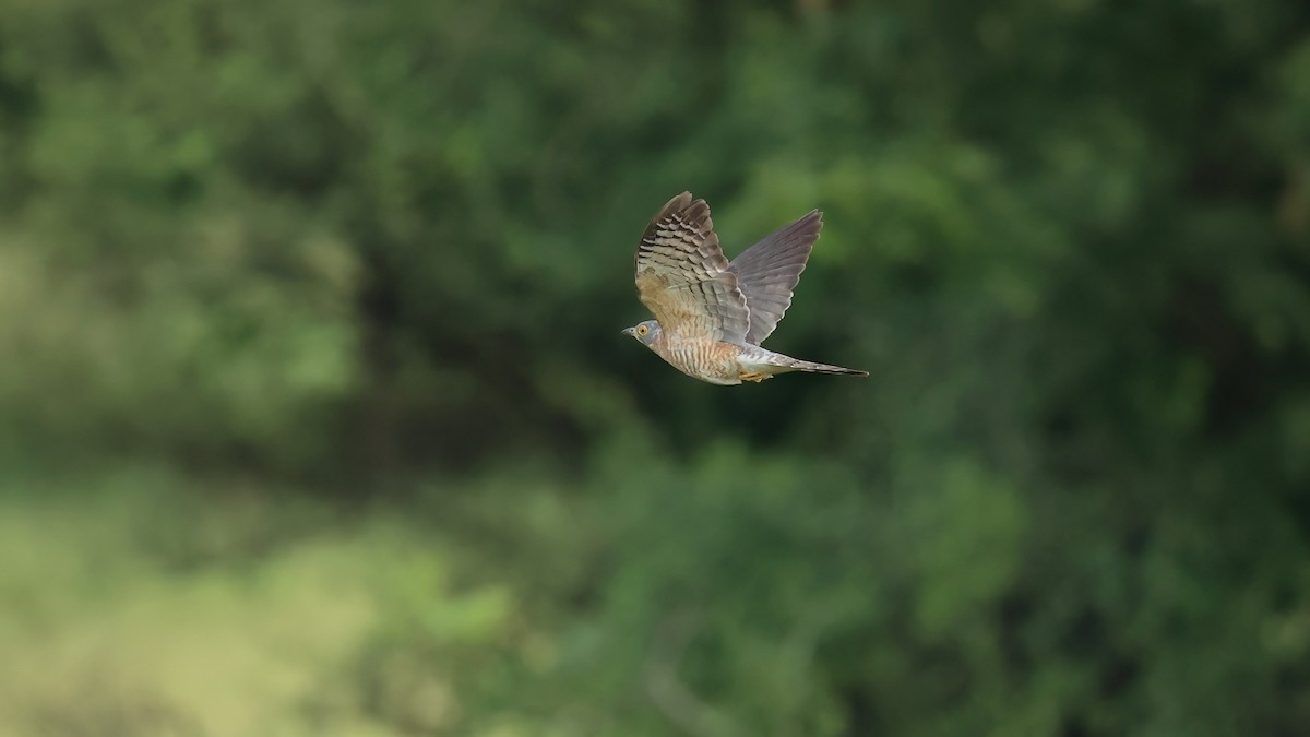 Common Hawk-Cuckoo - ML477394261