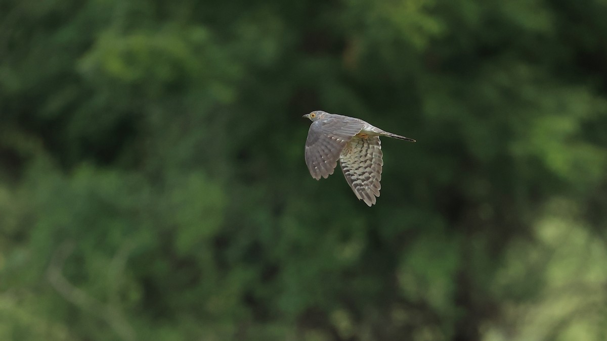 Common Hawk-Cuckoo - ML477394271