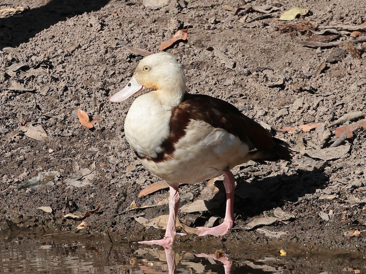 Radjah Shelduck - ML477394401