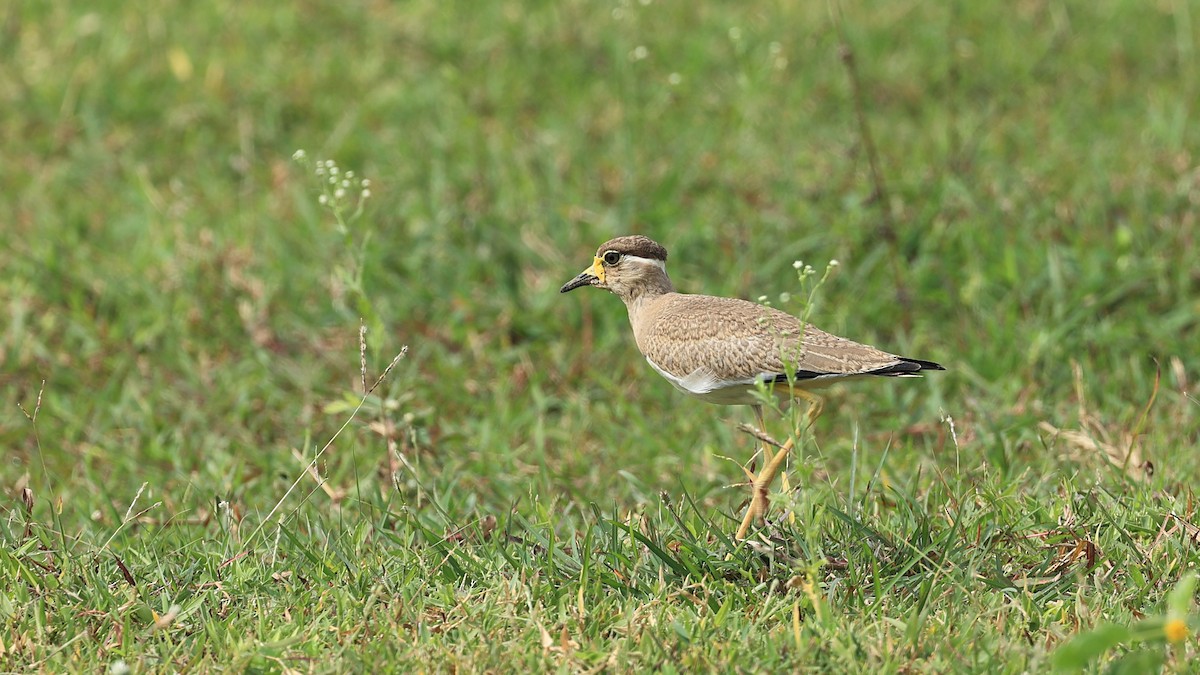 Yellow-wattled Lapwing - ML477394411