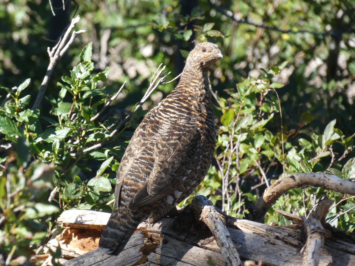 Spruce Grouse - ML477395991