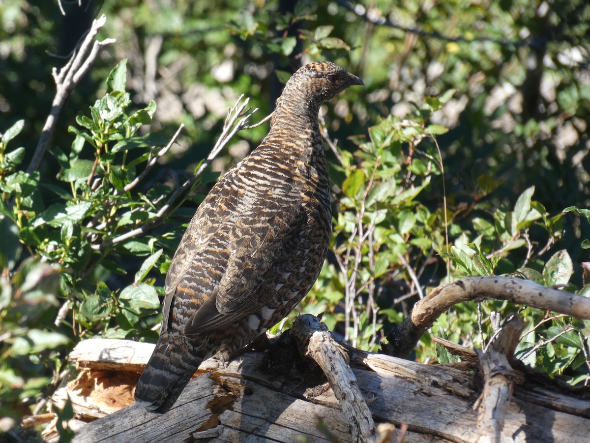 Spruce Grouse - ML477396001