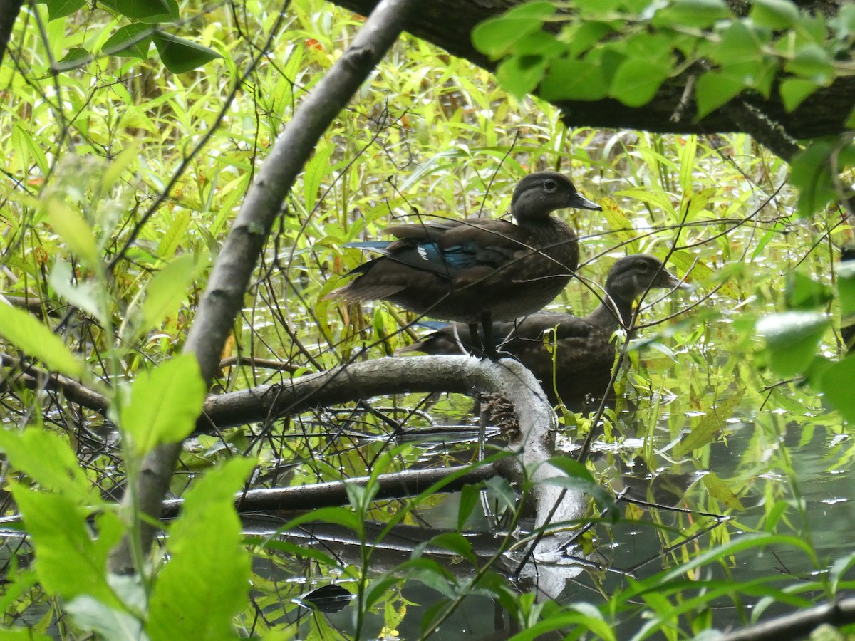 Wood Duck - ML477396951