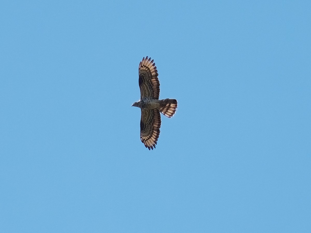 European Honey-buzzard - Joost Limburg