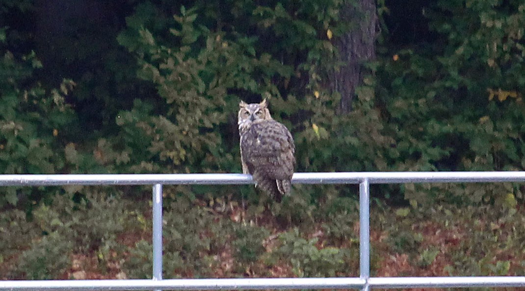 Great Horned Owl - ML477397711