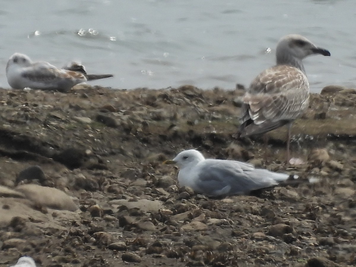 Common Gull - Mike Vlasatý