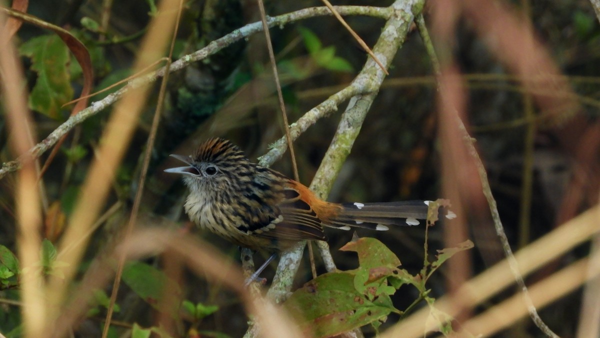 Klages's Antbird - ML477399131