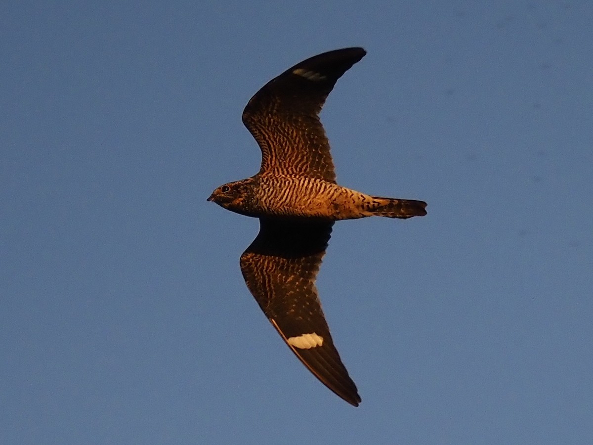 Common Nighthawk - ML477399981