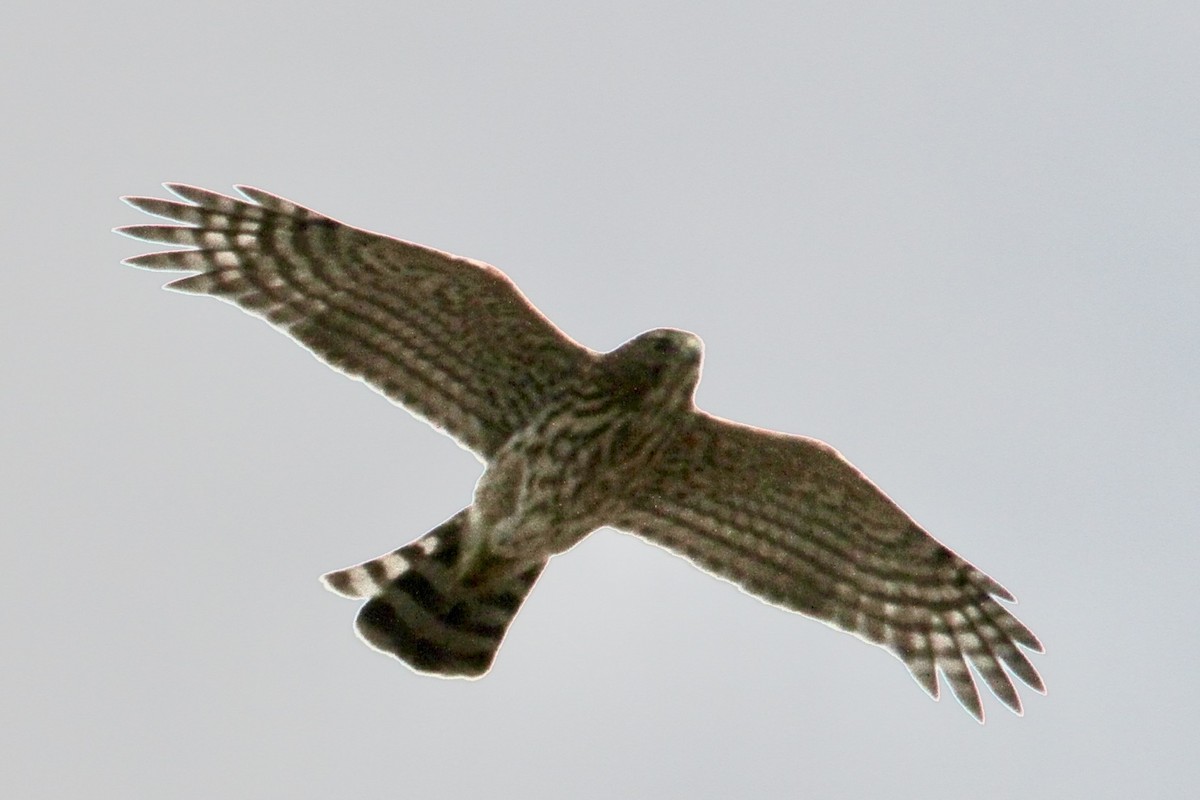 jestřáb americký - ML477400151