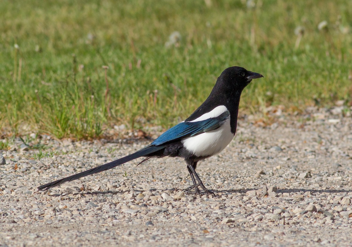 Black-billed Magpie - ML477403031