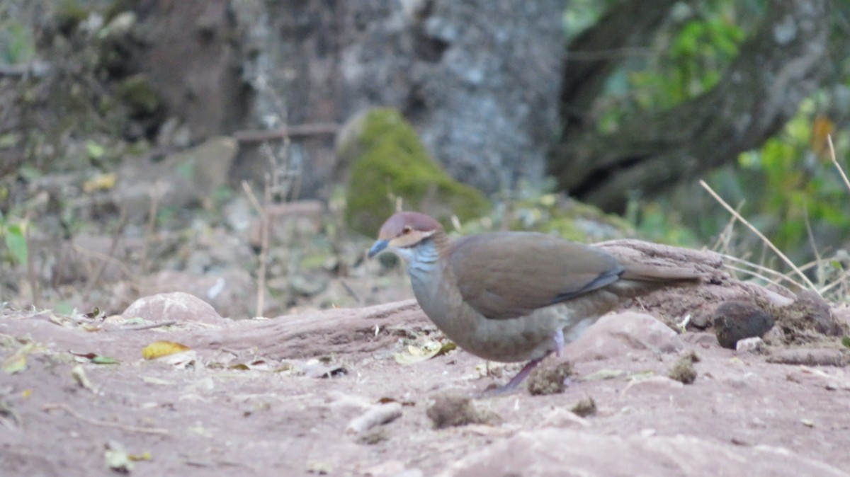 White-throated Quail-Dove - Francisco González Táboas