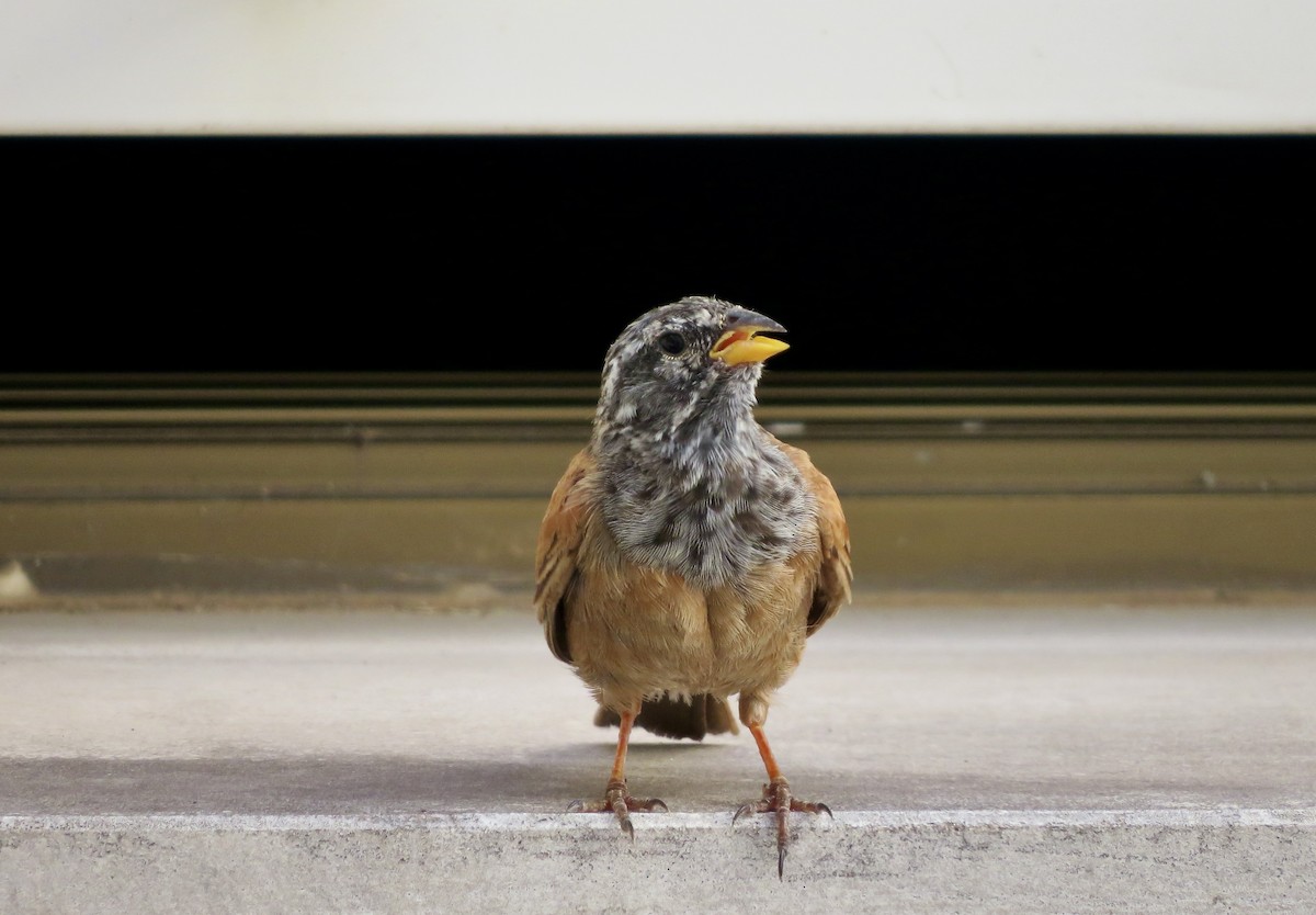 House Bunting - ML477403731