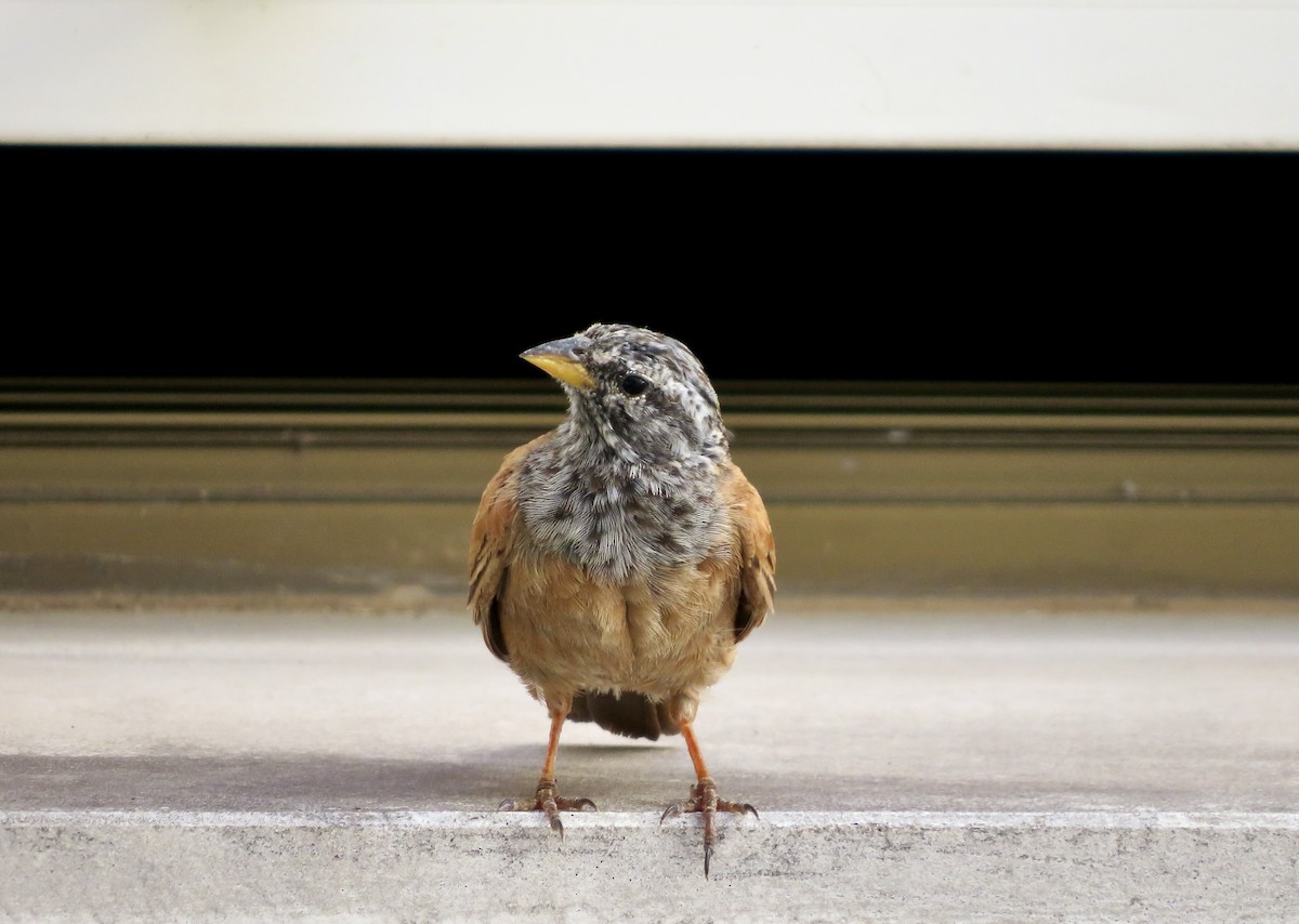 House Bunting - ML477403771