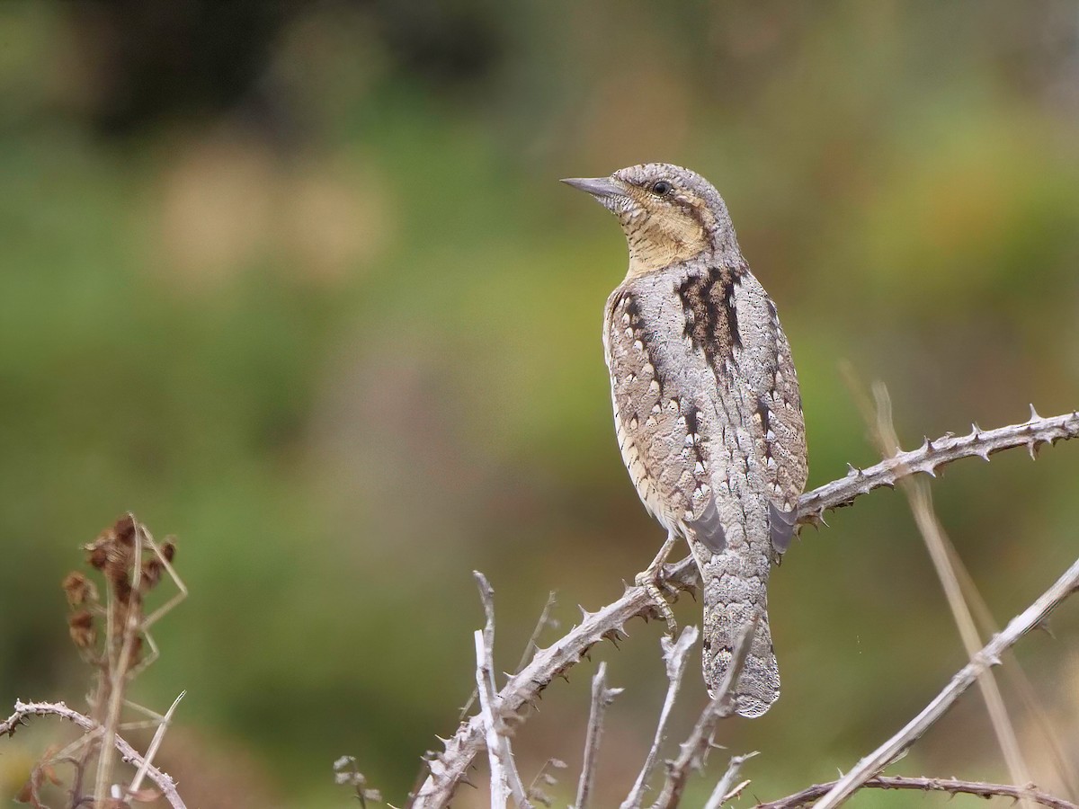 Eurasian Wryneck - ML477404691