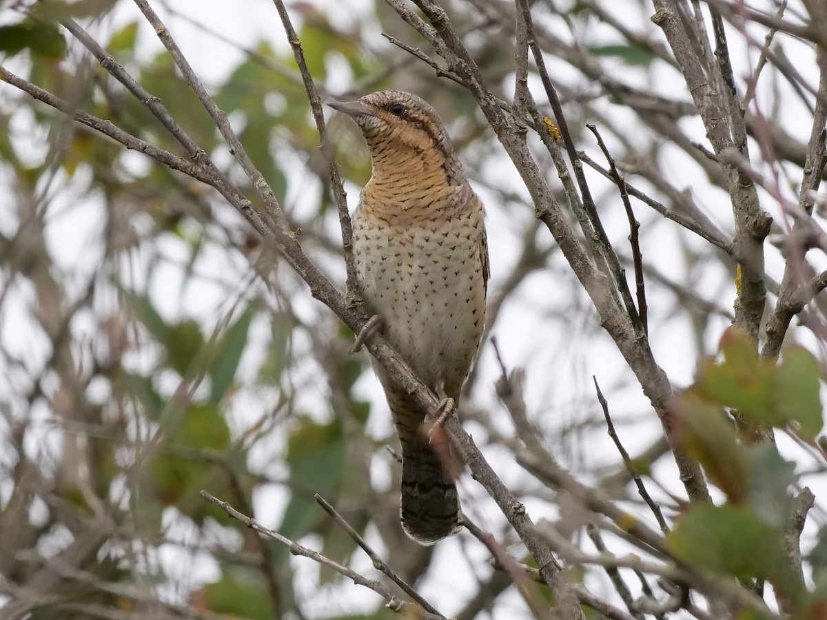 Eurasian Wryneck - ML477404701