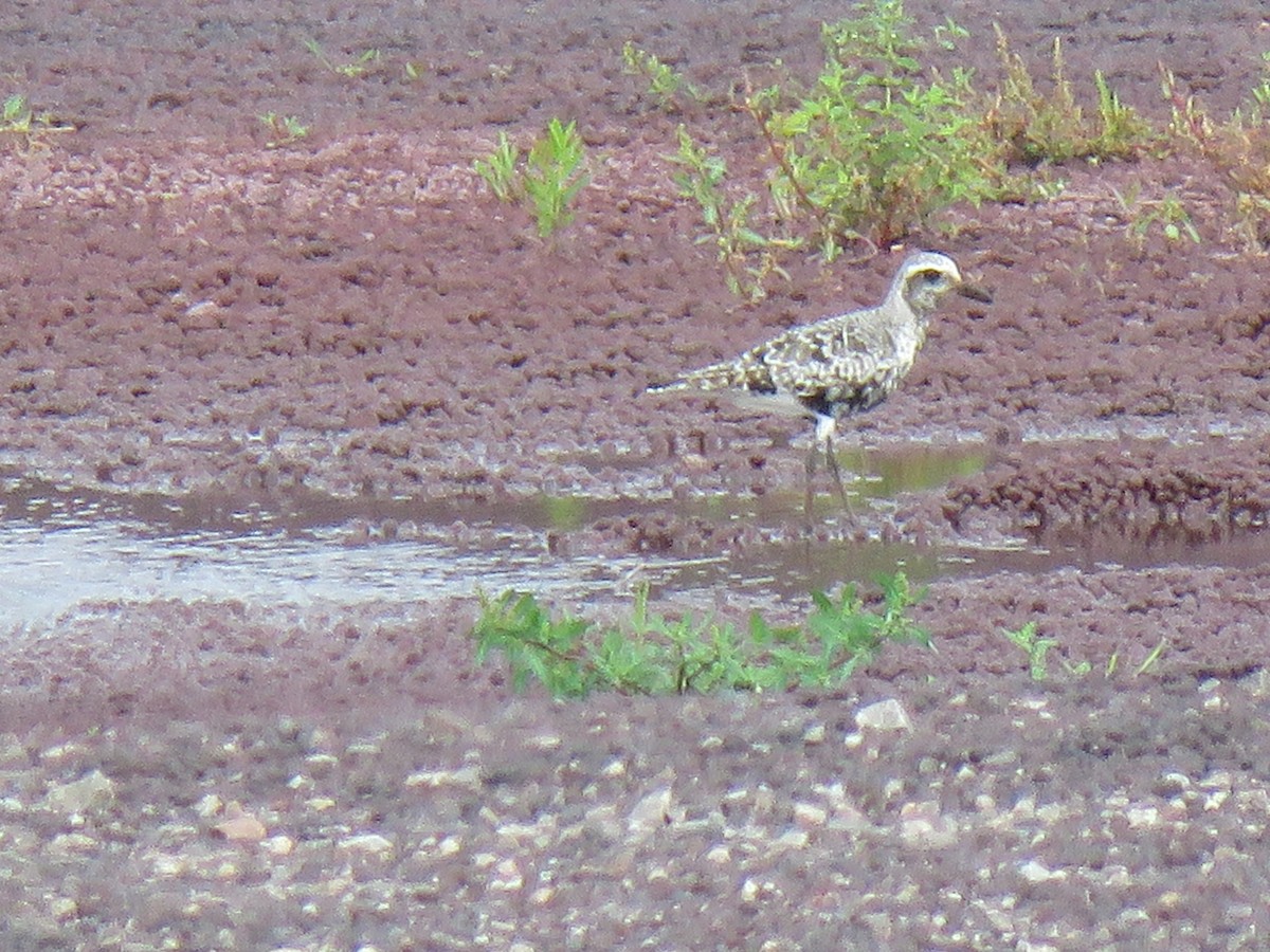 Black-bellied Plover - ML477404951