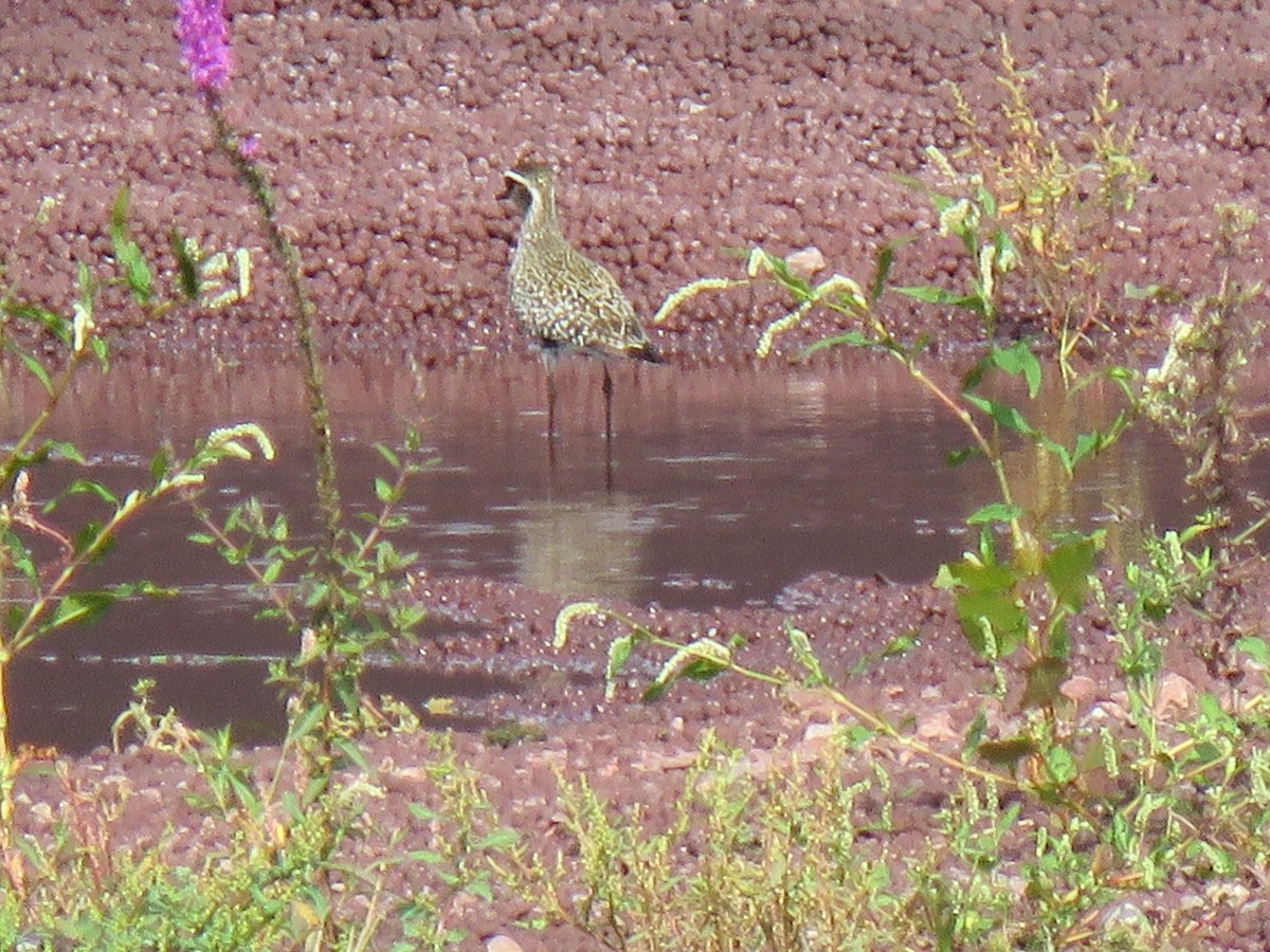 Chorlito Dorado Americano - ML477404981