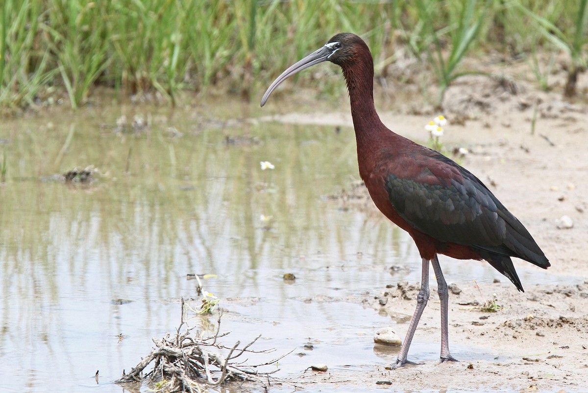 ibis hnědý - ML47740531