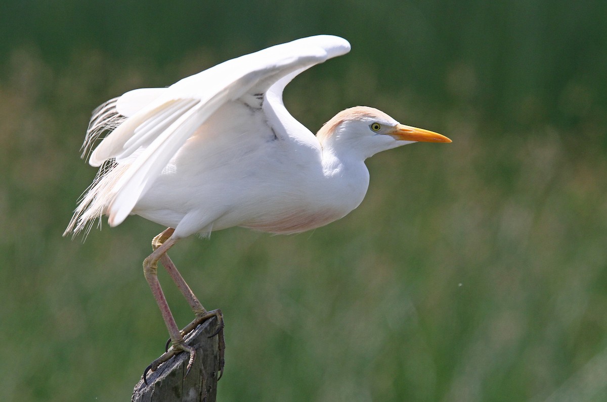 Western Cattle Egret - Volker Hesse