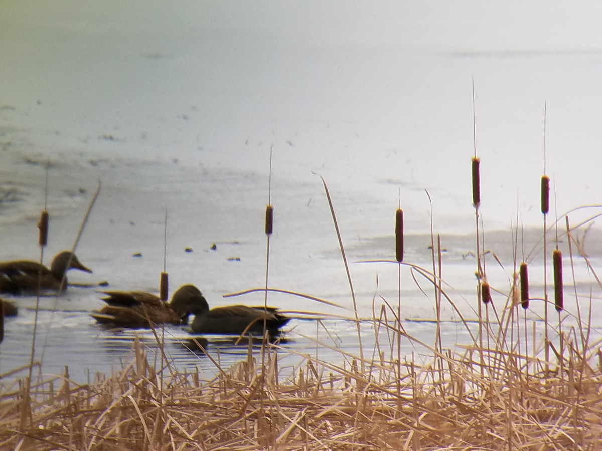 Gadwall - Michael B. Burgess