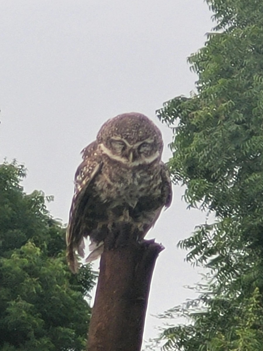 Spotted Owlet - ML477406351