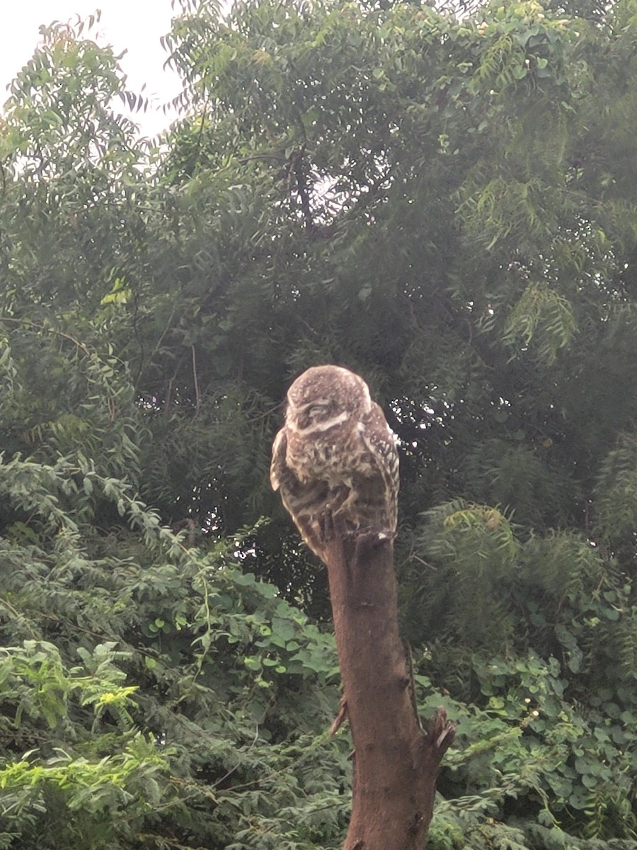 Spotted Owlet - ML477406361