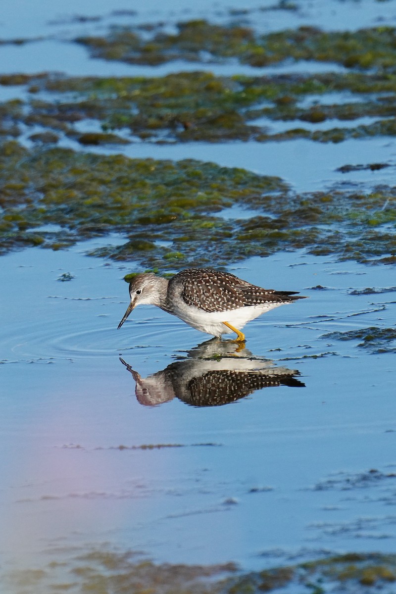 Greater Yellowlegs - ML477406551
