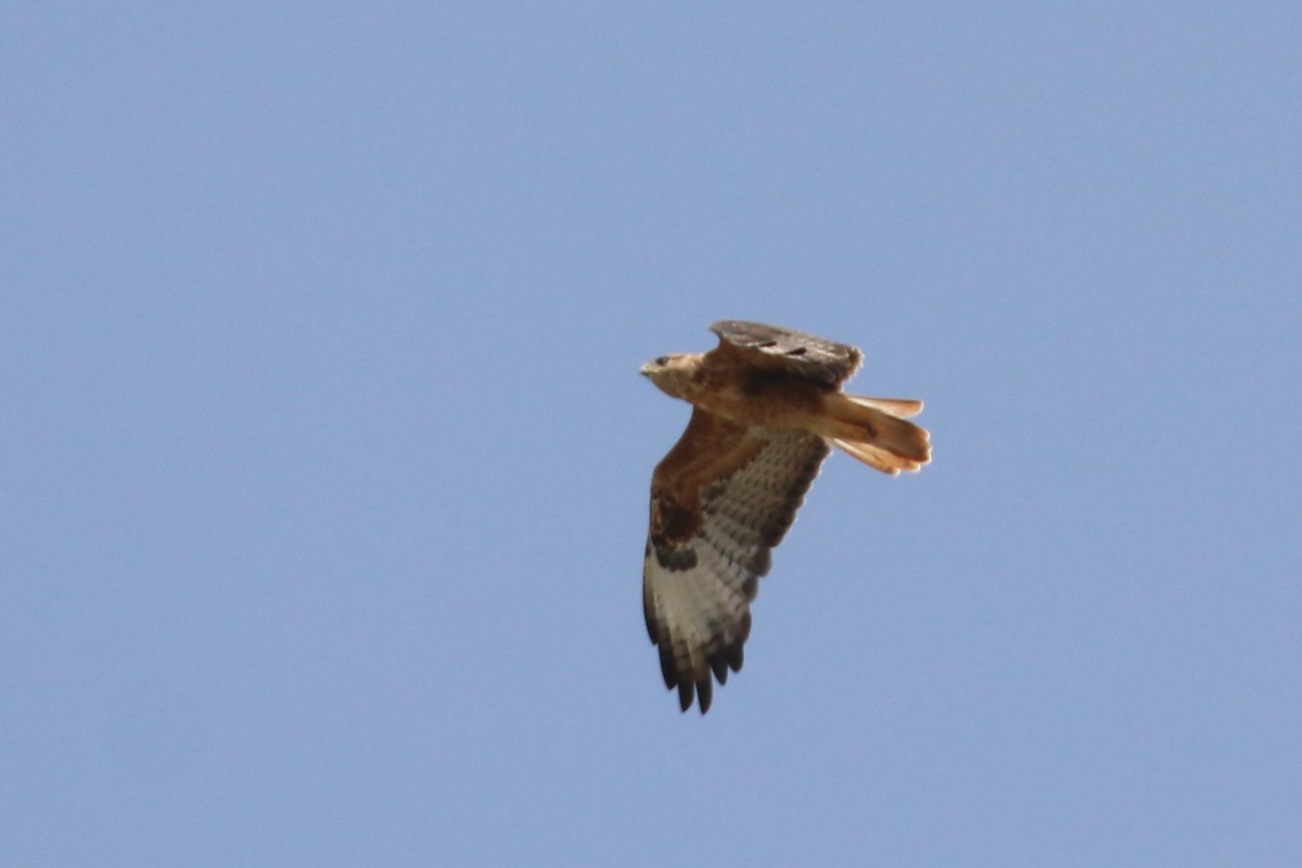 Long-legged Buzzard - ML477406591