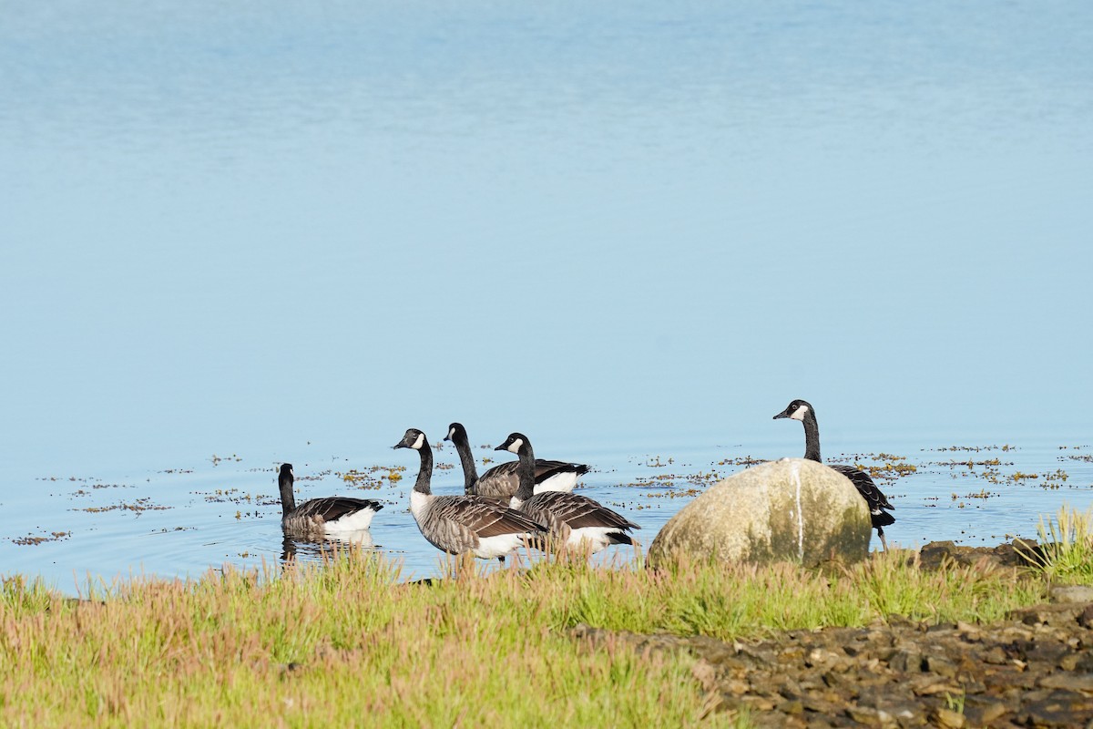 Канад галуу - ML477406601