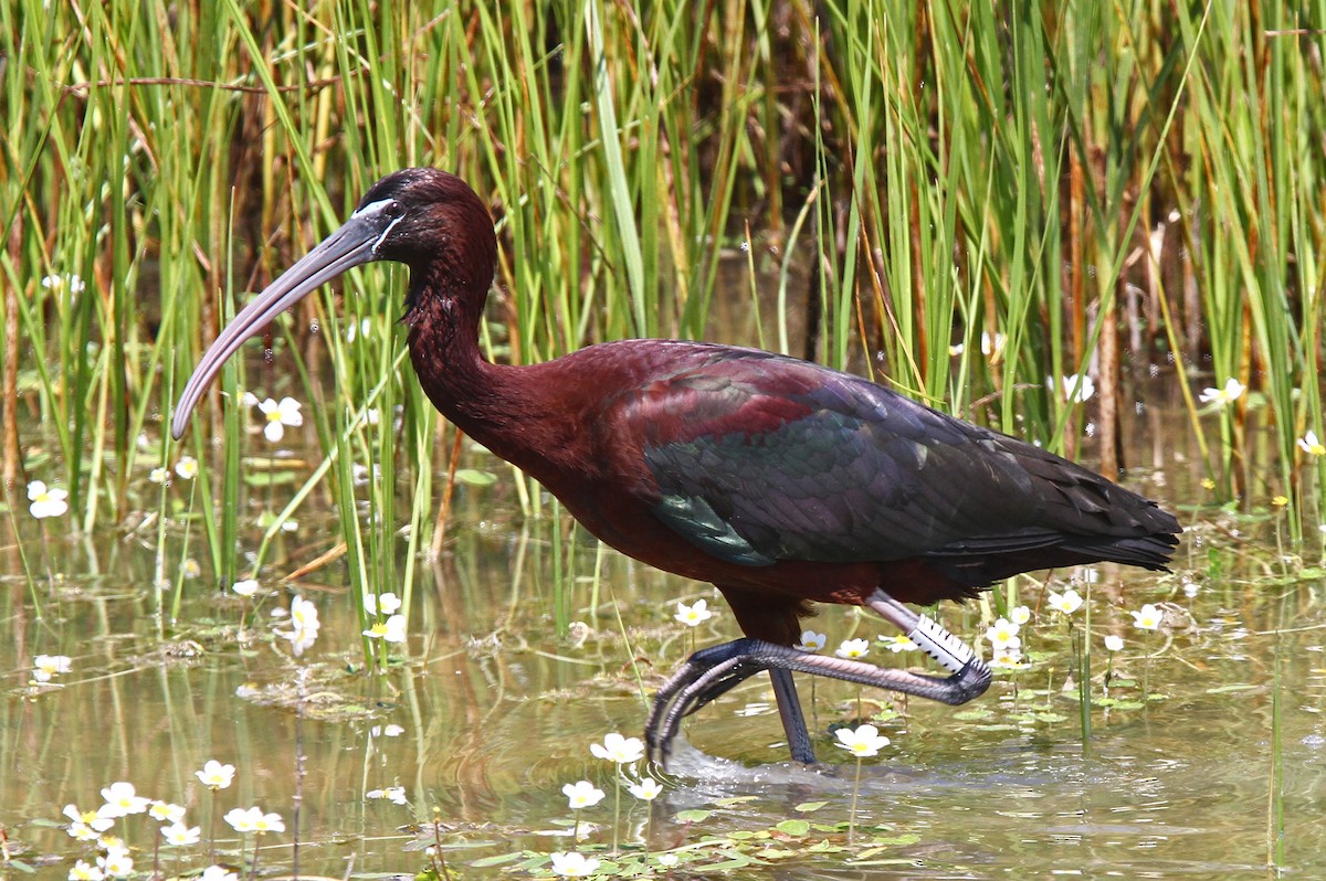 ibis hnědý - ML47740661
