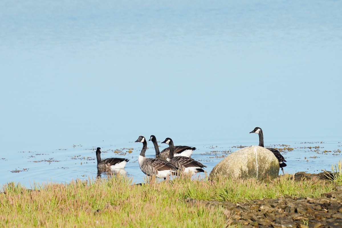 Канад галуу - ML477406611