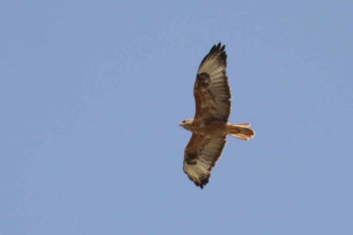 Long-legged Buzzard - ML477406621