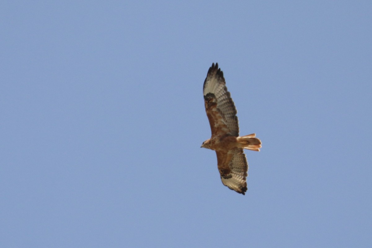 Long-legged Buzzard - ML477406641