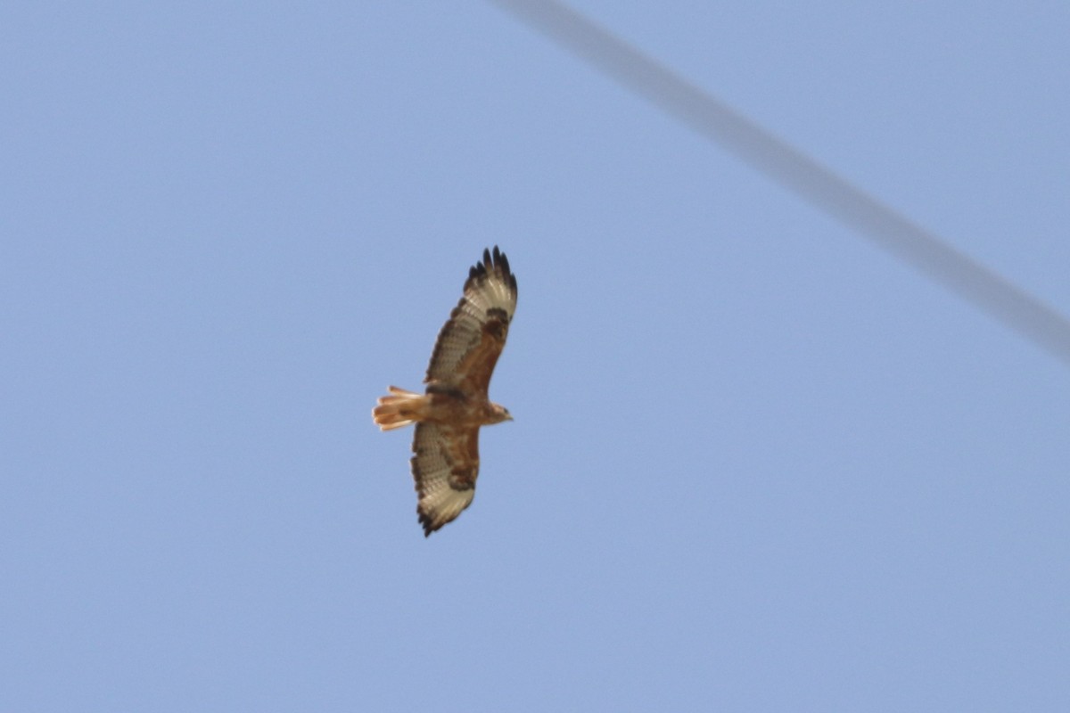 Long-legged Buzzard - ML477406661