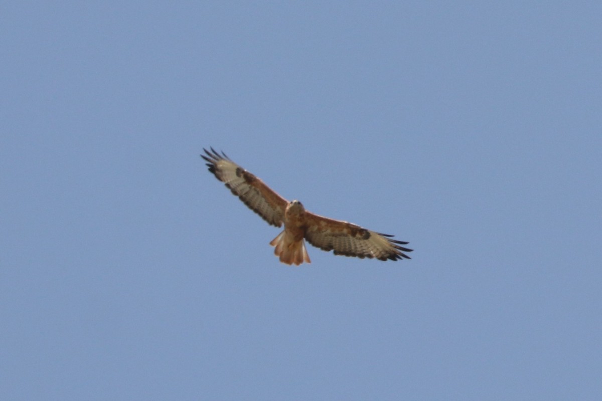 Long-legged Buzzard - ML477406701