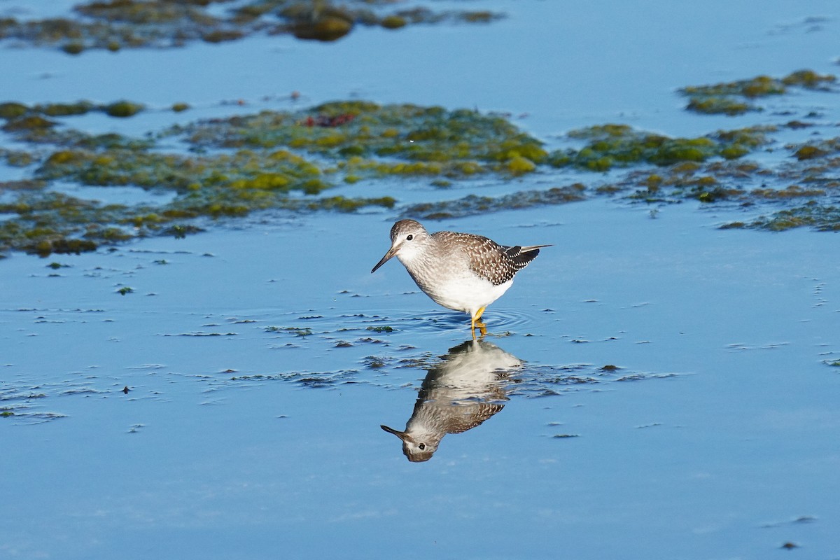 Greater Yellowlegs - ML477406741