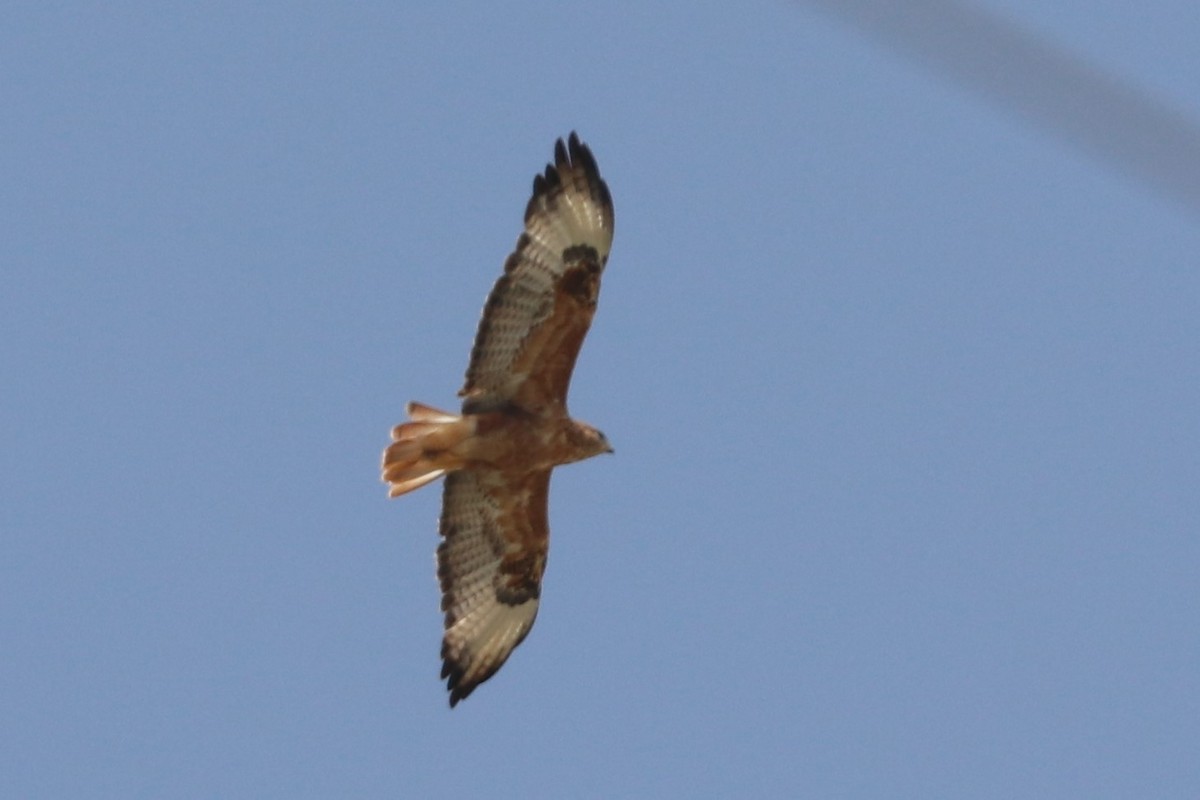 Long-legged Buzzard - ML477406771