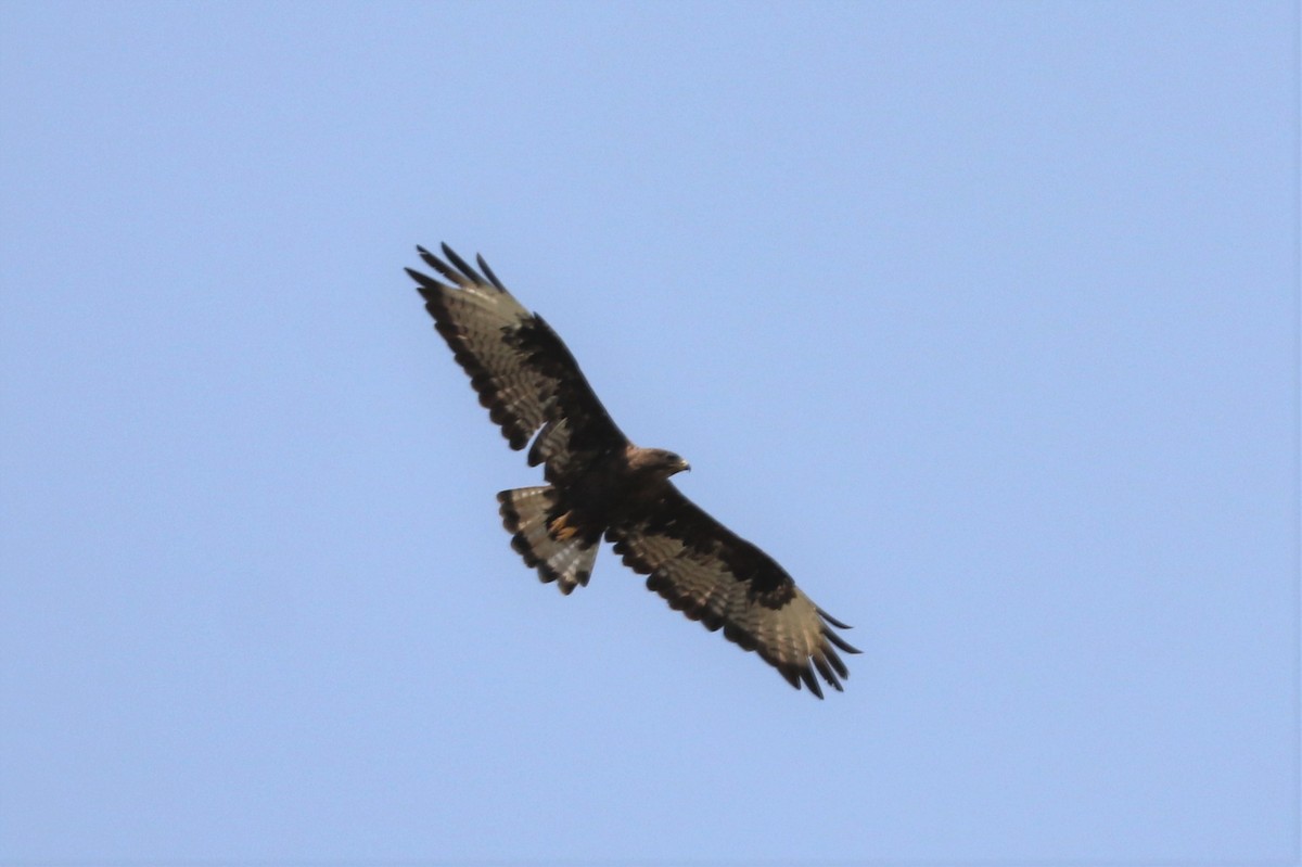 Long-legged Buzzard - ML477406791