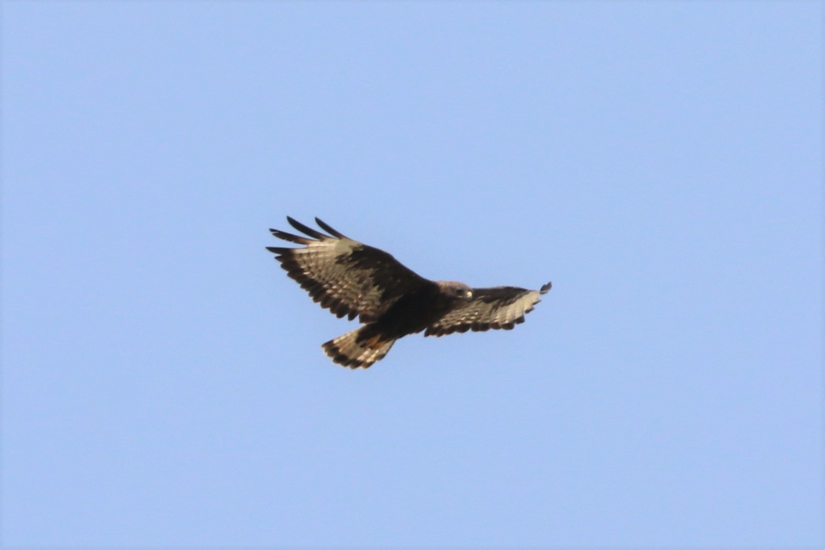 Long-legged Buzzard - ML477406801