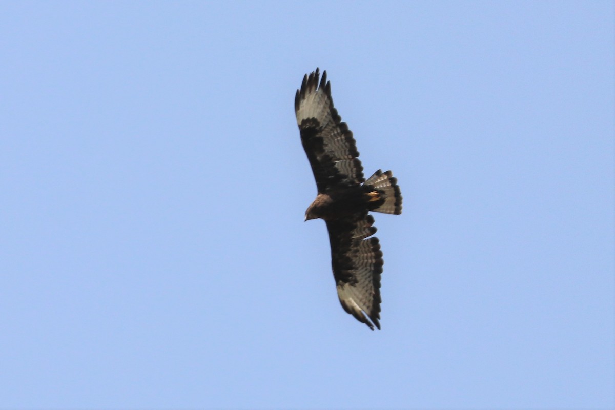 Long-legged Buzzard - ML477406881