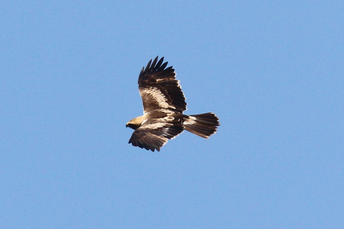 Águila Calzada - ML47740691