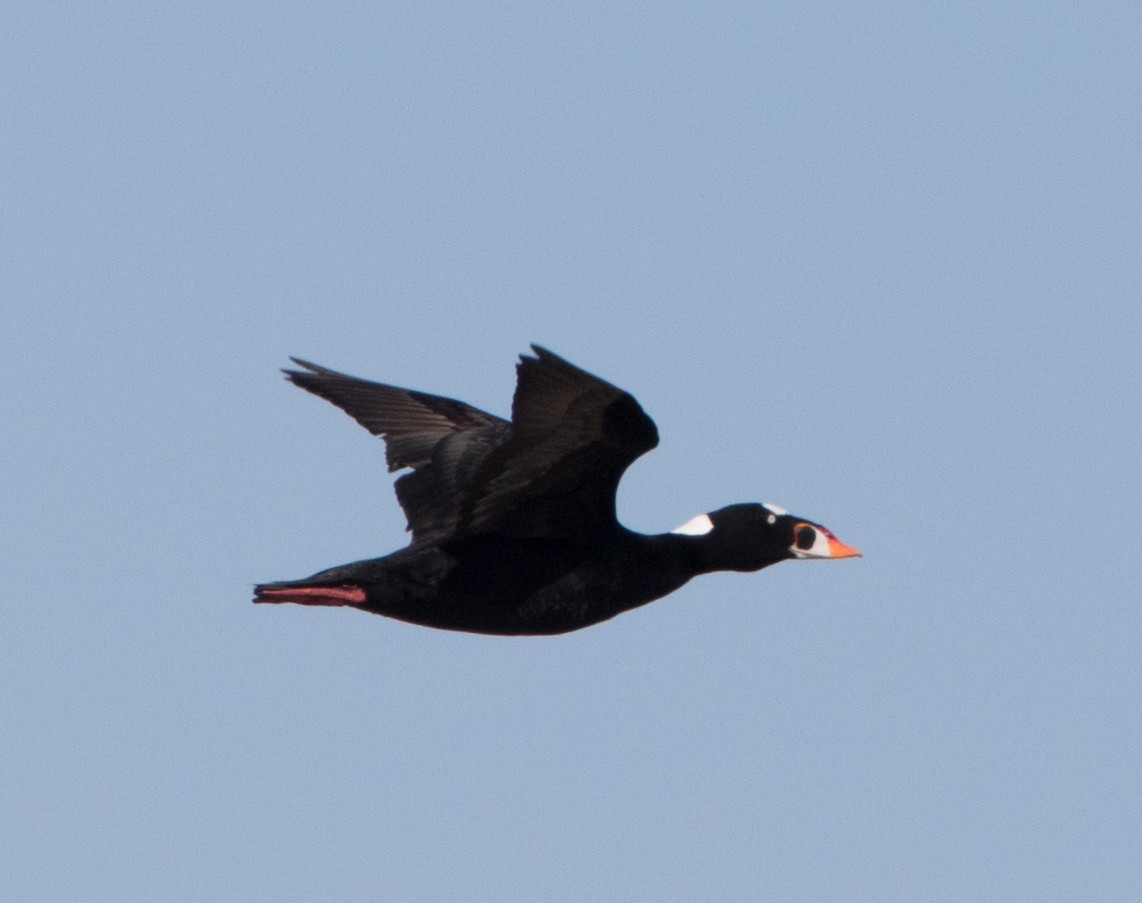 Surf Scoter - ML477407961