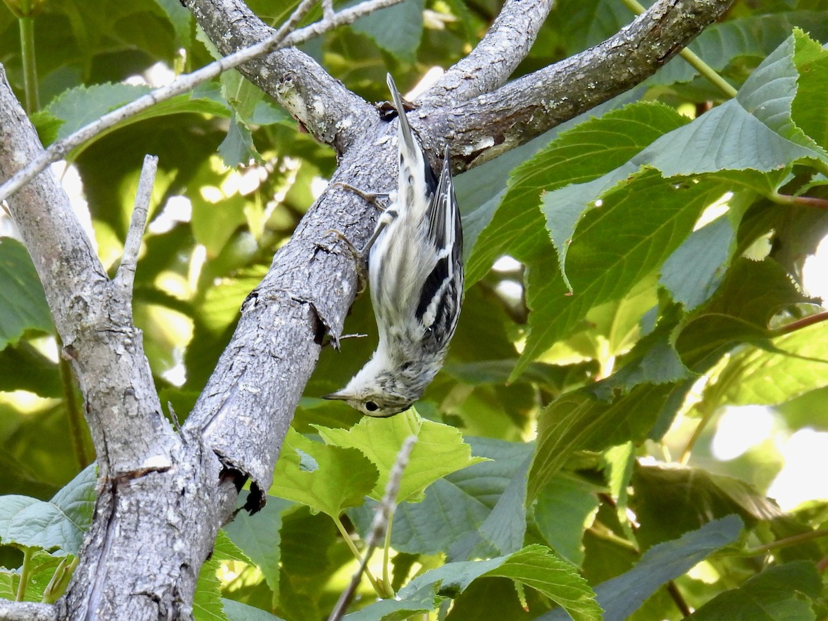 Black-and-white Warbler - Jeanne Tucker