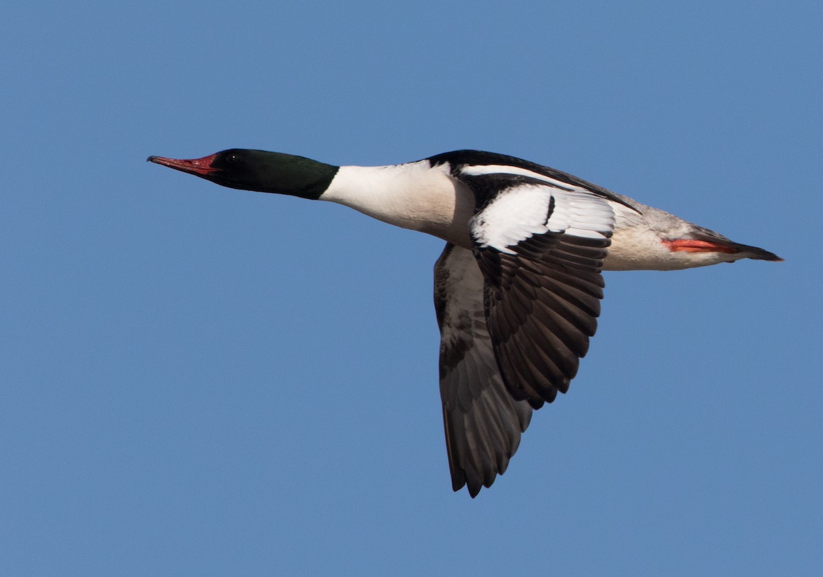 Common Merganser - ML477408171