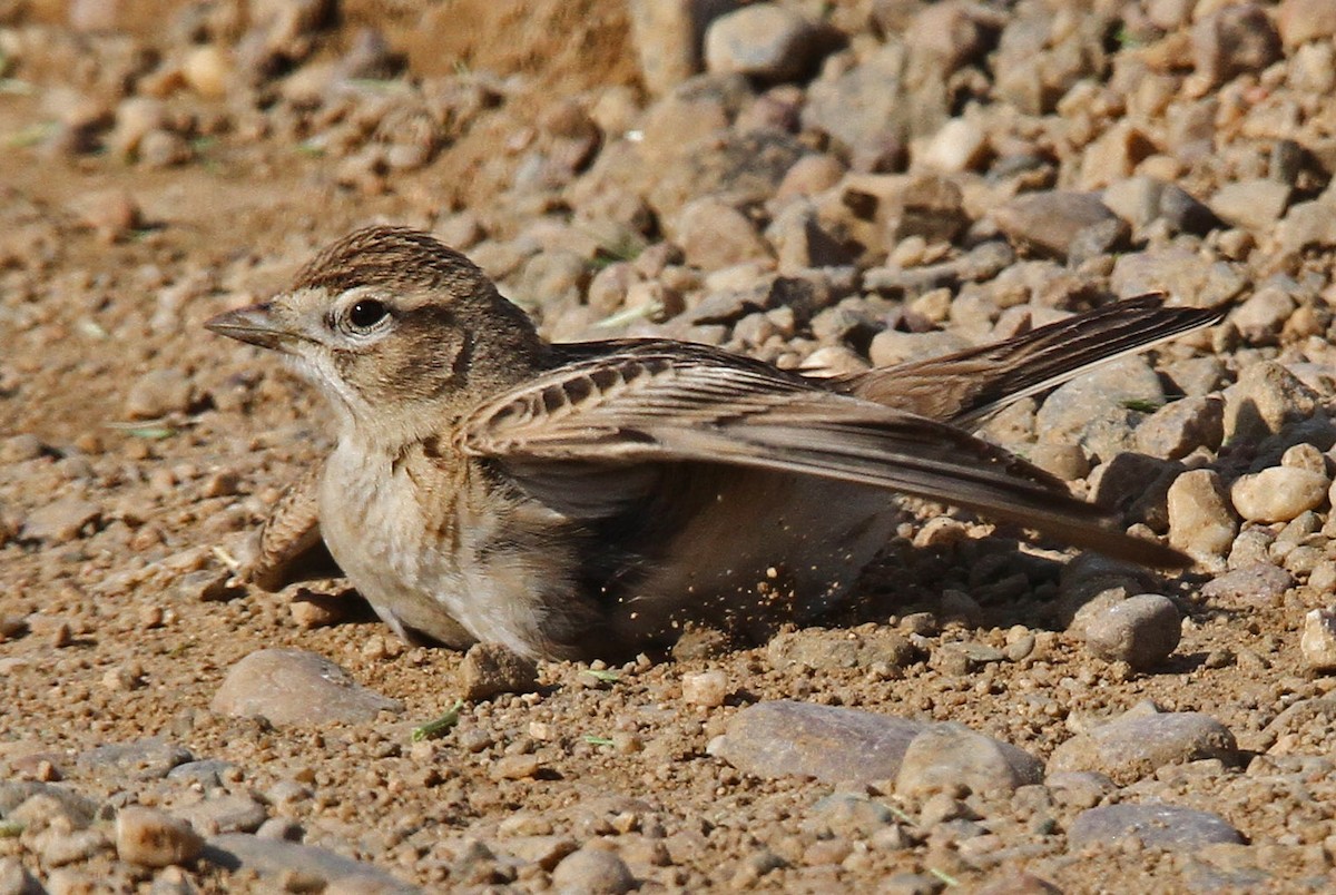 Greater Short-toed Lark - Volker Hesse