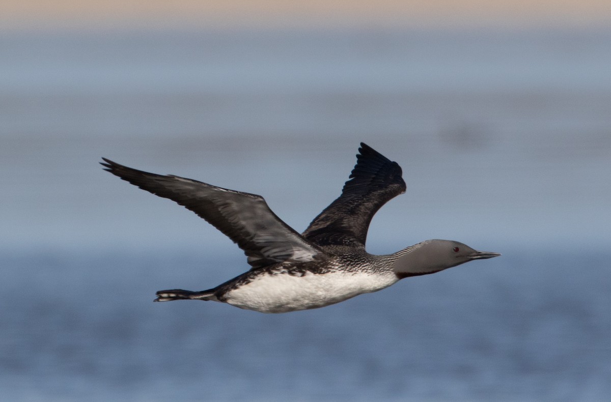 Red-throated Loon - ML477408441