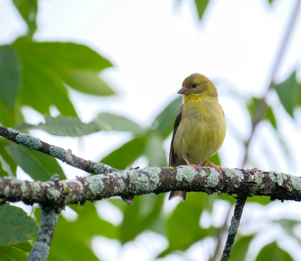 Chardonneret jaune - ML477408951